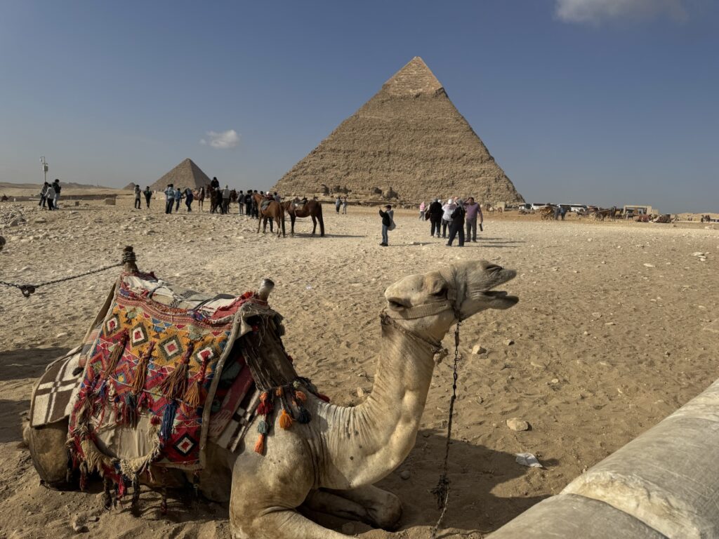 ピラミッド　ラクダ