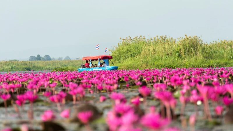 ウドンタニ　蓮の花