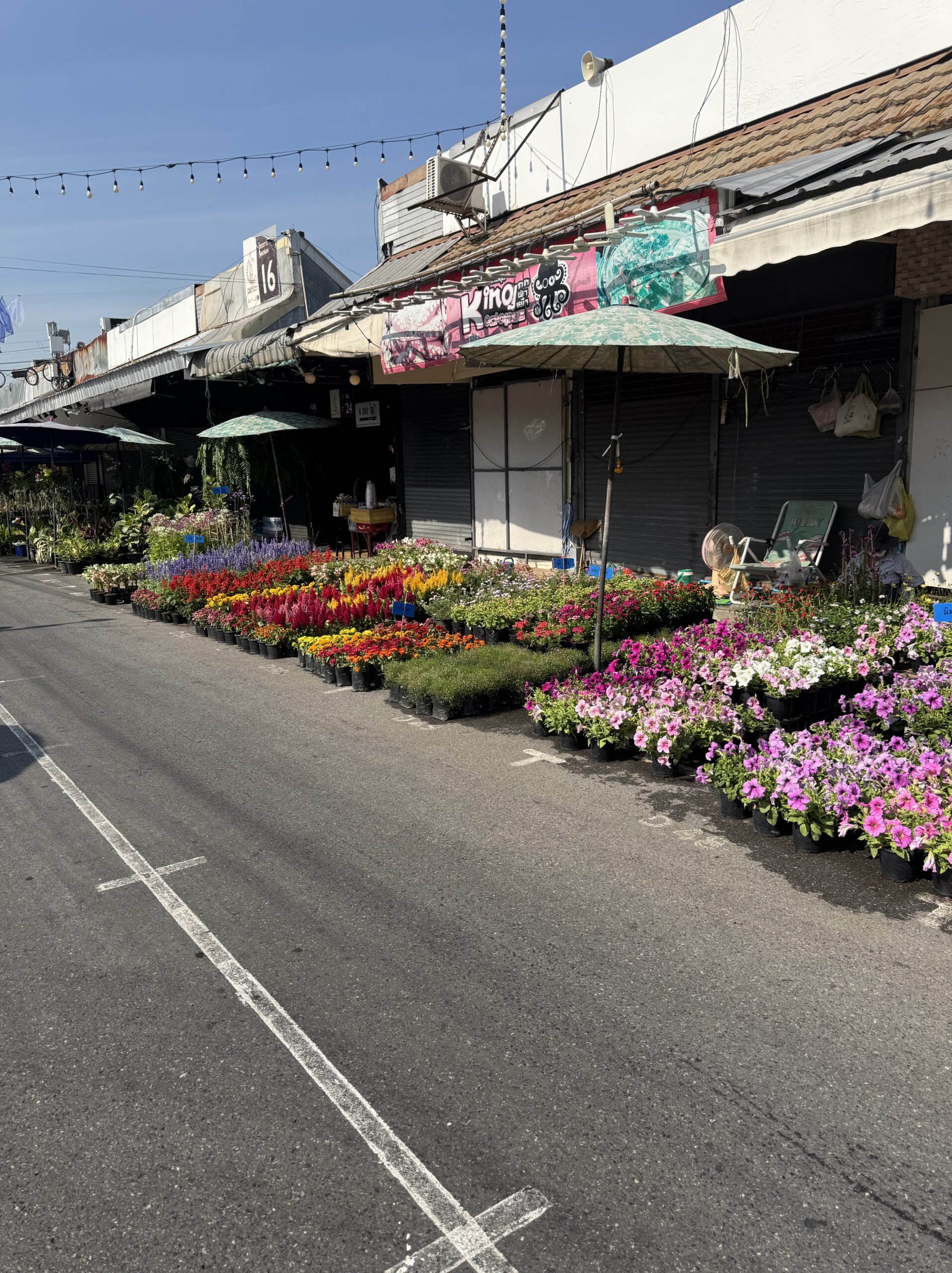 市場の通路沿いに並ぶ色鮮やかな花苗
