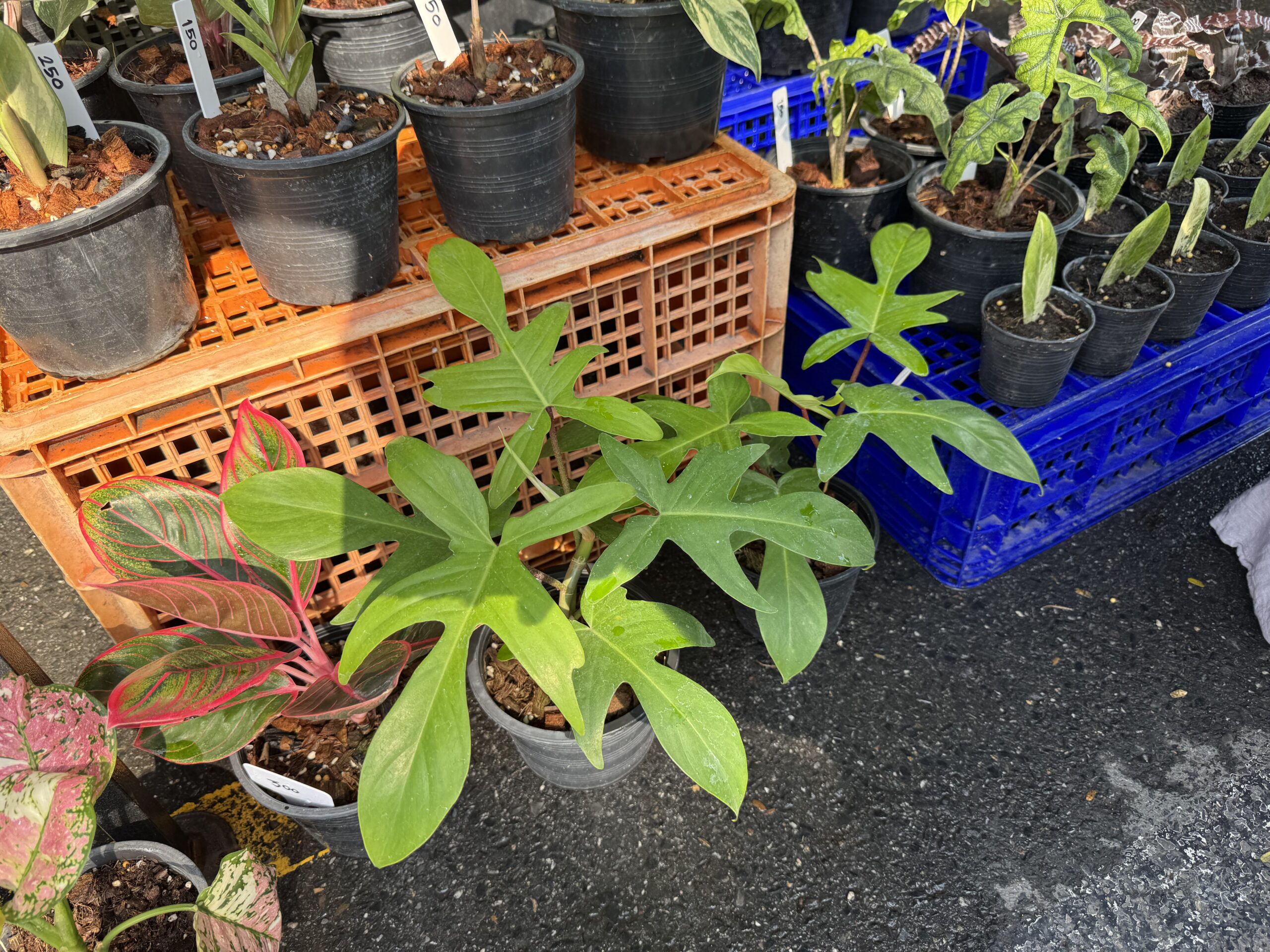 葉の形や色が異なる鉢植えが並ぶ売り場