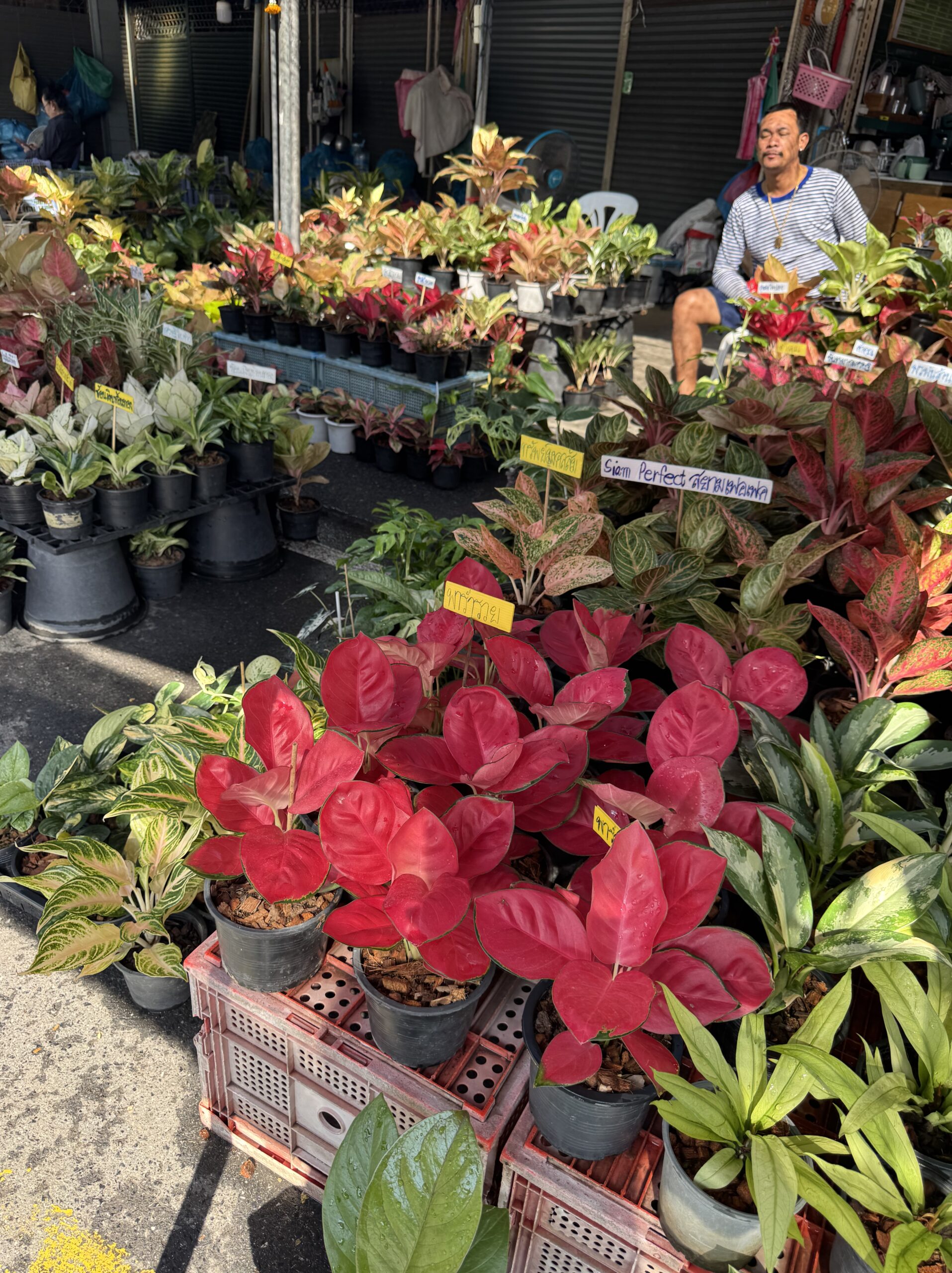 赤や緑の葉を持つ観葉植物が並ぶ店先