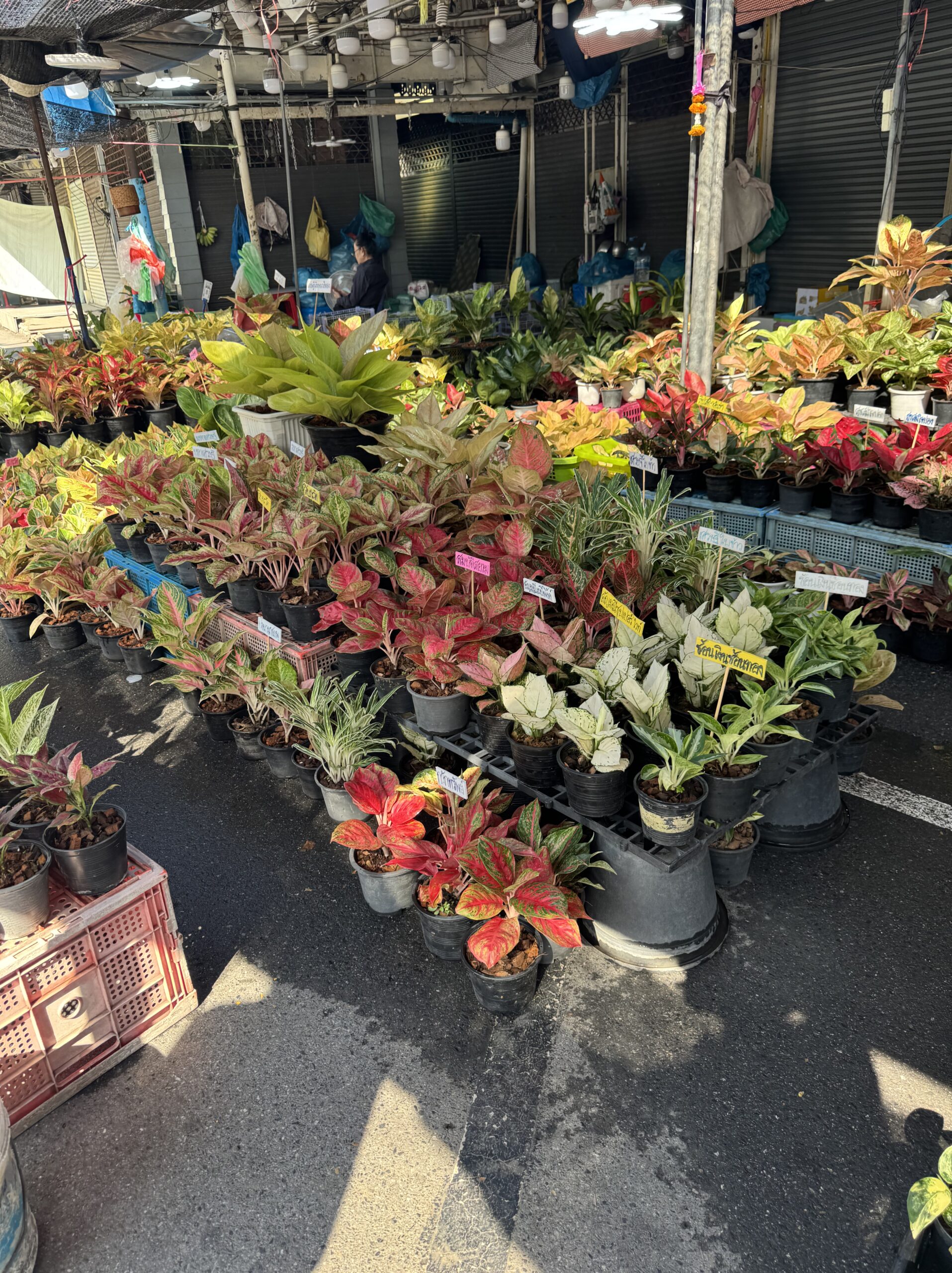 赤や白や緑の葉を持つ観葉植物が並ぶ売り場