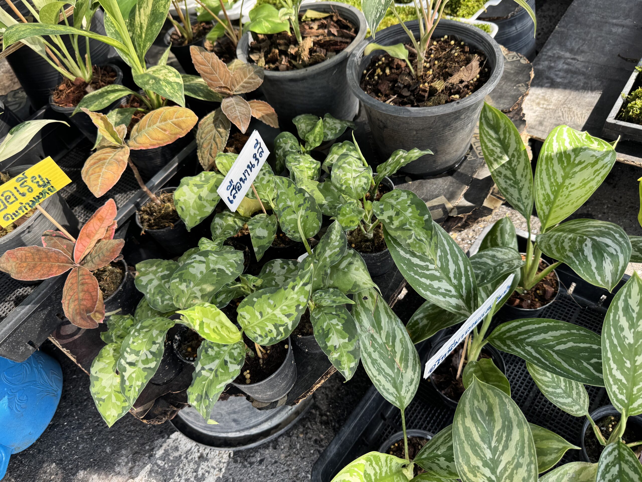 迷彩柄のような濃淡の模様が入った葉の鉢植え