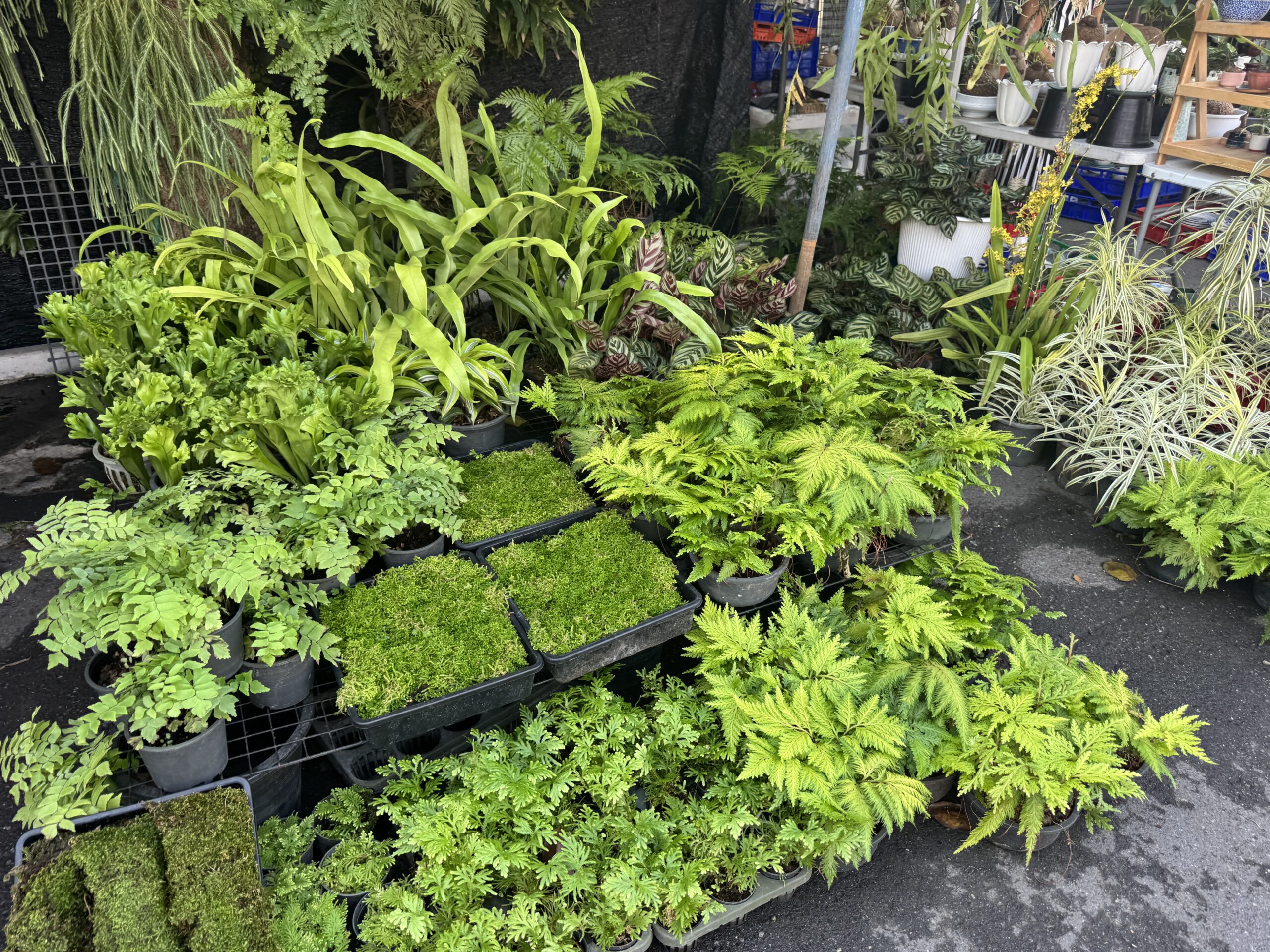 シダや苔など緑の植物が集まる店先
