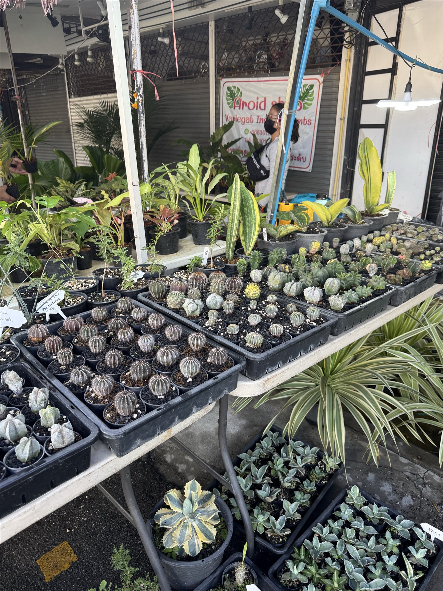小さなサボテンや多肉植物が並ぶ店先