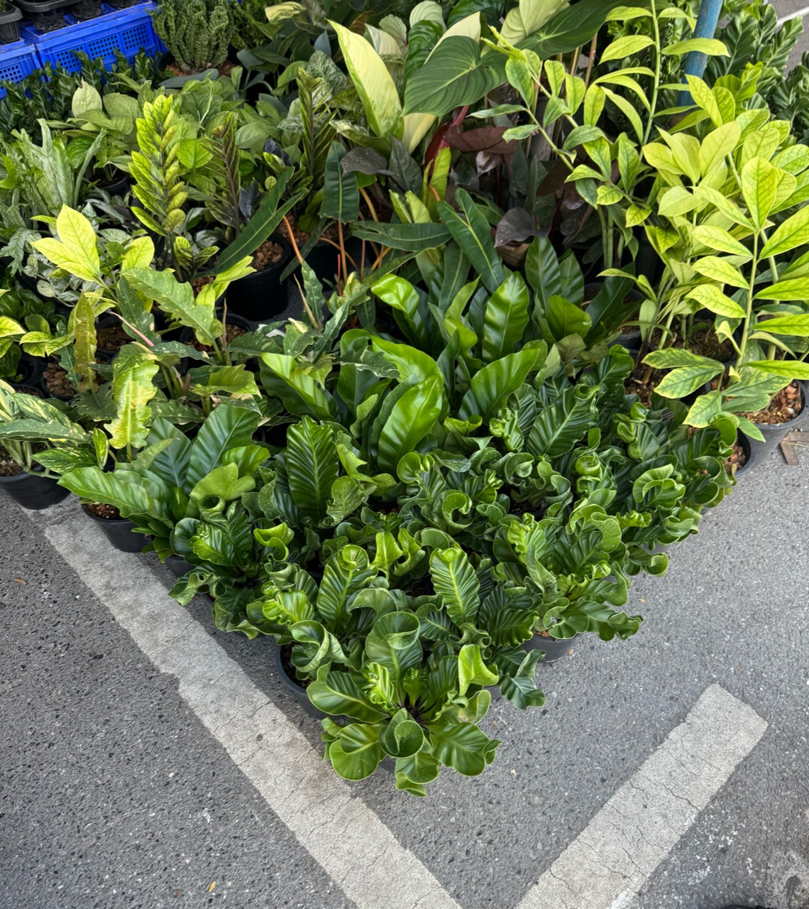 さまざまな形や色の葉を持つ観葉植物