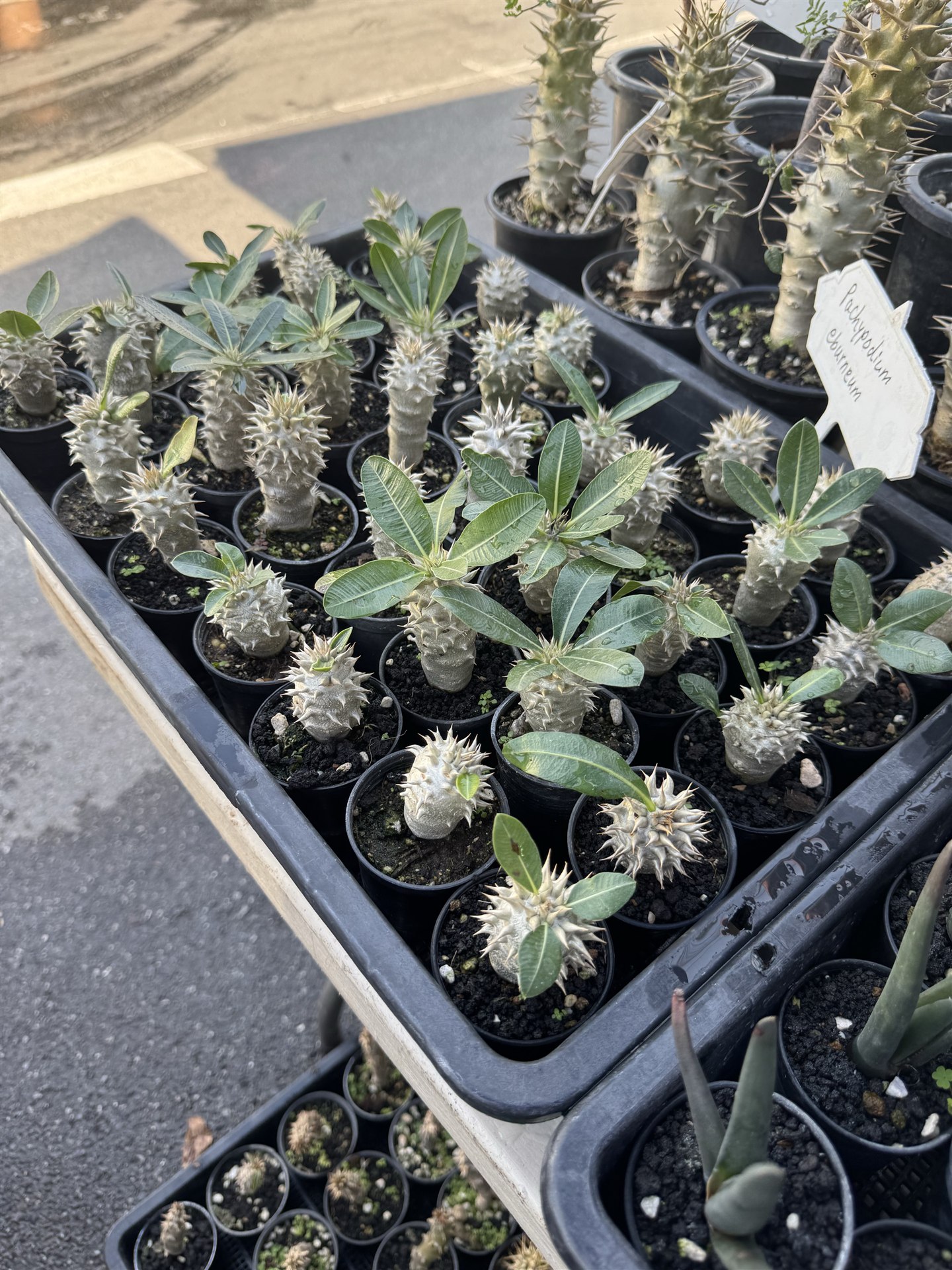 棘のある幹と緑の葉を持つ小さな鉢植え