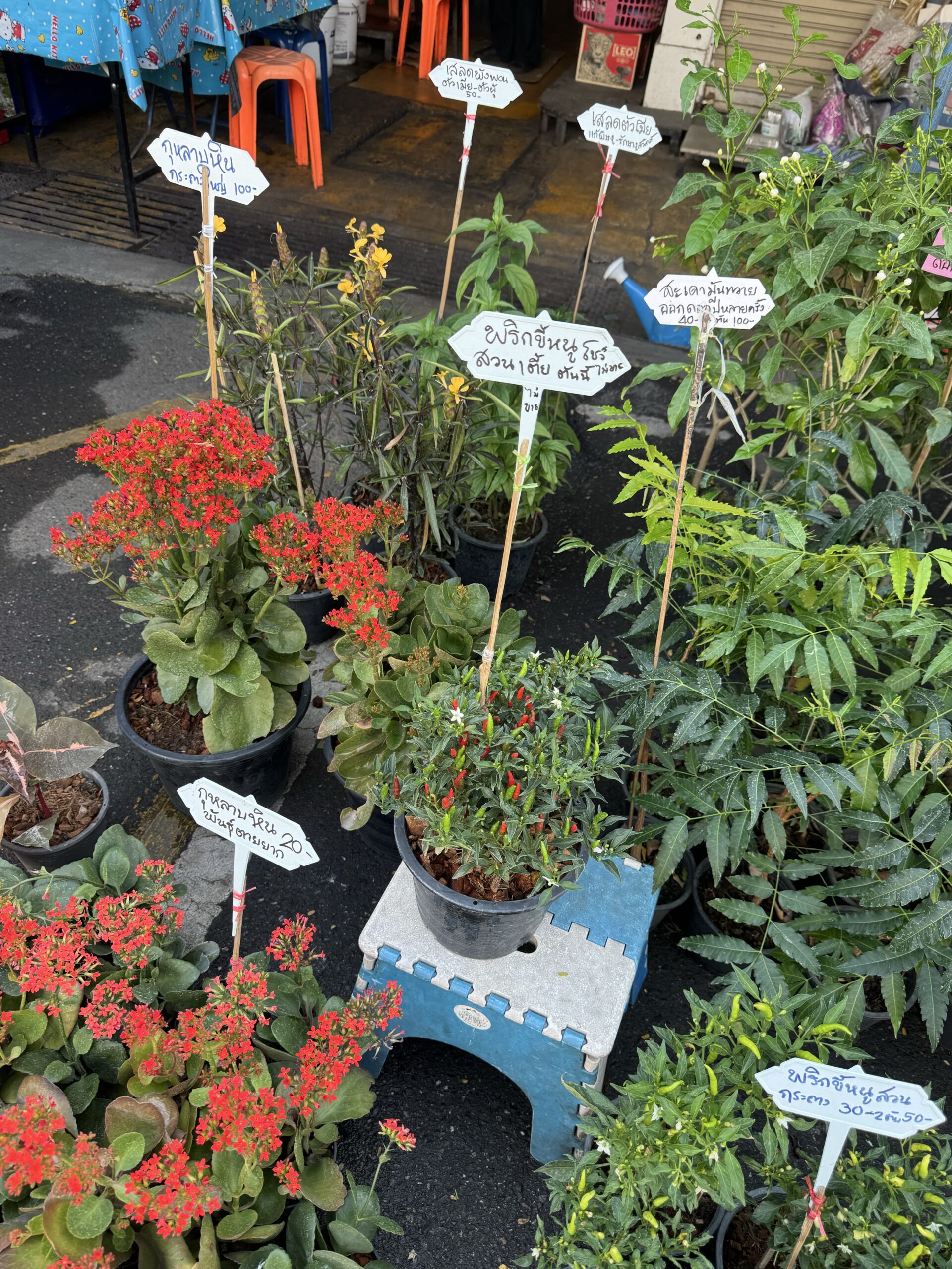 タイ語の値札が付いた花や植物の鉢植え