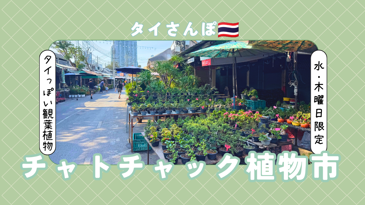 【チャトチャック植物市】水木曜日のチャトチャック市場で観葉植物探ししてきた